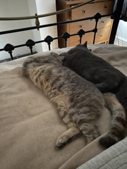 Do your cats fight?