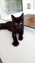 Rescue cat is terrified