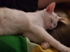 Help! How do I stop my 12 week old kitten peeing on my son's bed?!
