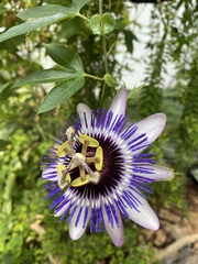 Lockdown (almost) over and frugalling continues!