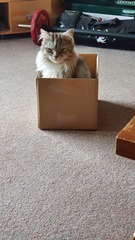 Help for a new cat owner!