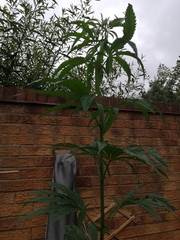 Can anyone identify this plant and leaf?