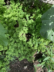 What is this that’s taking over our borders