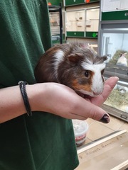 Family pet, which creature is best?