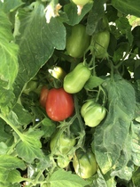 Allotment/Veg Patch Thread 16  Weather weirdness prevails !