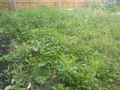 Wildflower garden area / meadow