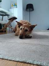 Adopting an old boy - am I crazy?