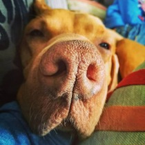 Ridiculous Hound Pics Thread