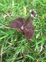 Anyone know if these mushrooms are safe to eat?