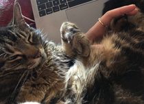 The Litter Tray Memorial Thread