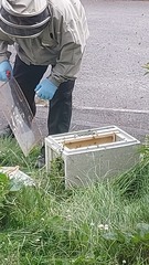 There's about 200 wasps outside my house going bonkers