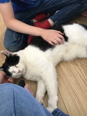 Senior rescue cat - the first days