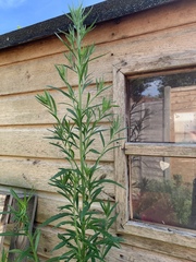 Is this a (beast of a) weed?