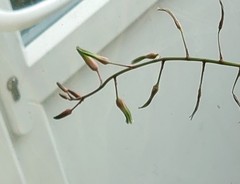 Succulent ID