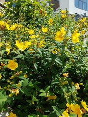 Plant identification