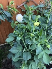Weed or plant?