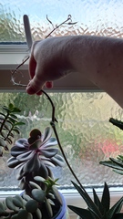 Succulent ID