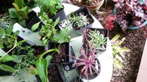 Secret gardening club