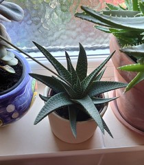 Succulent ID