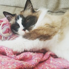 What's your DCat up to today? (Thread 8)