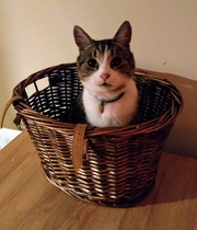 14 YO cat PTS at home on Wednesday and I still can’t stop crying. When does this bet easier?