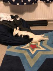 The Litter Tray Memorial Thread