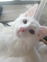 Getting two kittens tomorrow and feeling nervous. Need some advice