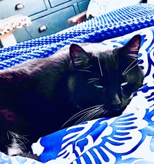 To think if you have been provided with a choice of the latest word in luxury beds, you shouldn't be trying to sleep on my keyboard?