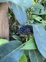 Lockdown (almost) over and frugalling continues!