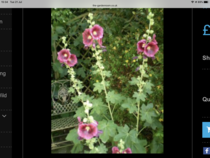 How do I permanently kill my hollyhocks?