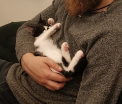 Kitten food & stinky kitty farts