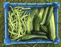 Allotment/Veg Patch Thread 15 - will winter ever end?