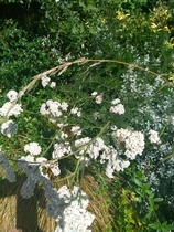 Plant ID x2 please