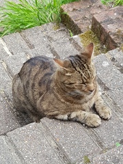 Thug Cat part 2. What, has this thing appeared again tonight?