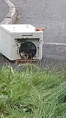 There's about 200 wasps outside my house going bonkers