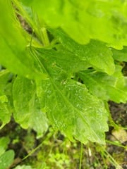 Plant identification please; have I been carefully cultivating a weed?