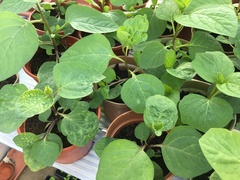 Plant Identification help