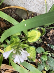 Lidl hostas