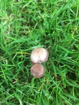 Anyone know if these mushrooms are safe to eat?