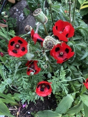 Saving Poppy Seeds