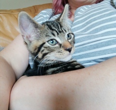 How to start leaving kitten alone