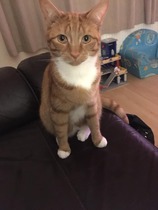 Would you get another cat?