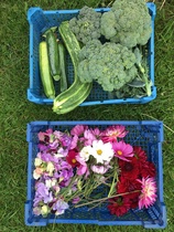 Allotment/Veg Patch Thread 15 - will winter ever end?
