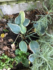 Lidl hostas