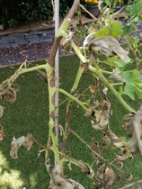 Poorly Tomato Plants  with photos