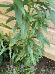 Is this a (beast of a) weed?