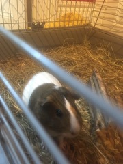 Leaving Lockdown Low Carb Bootcamp - our last week!