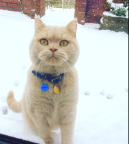 The Litter Tray Memorial Thread