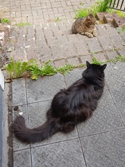 Thug Cat part 2. What, has this thing appeared again tonight?