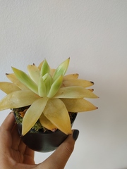 I'm killing my succulent! Can someone green-fingered help?